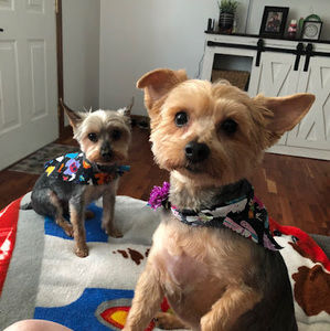 Meet your Posher, Crystal